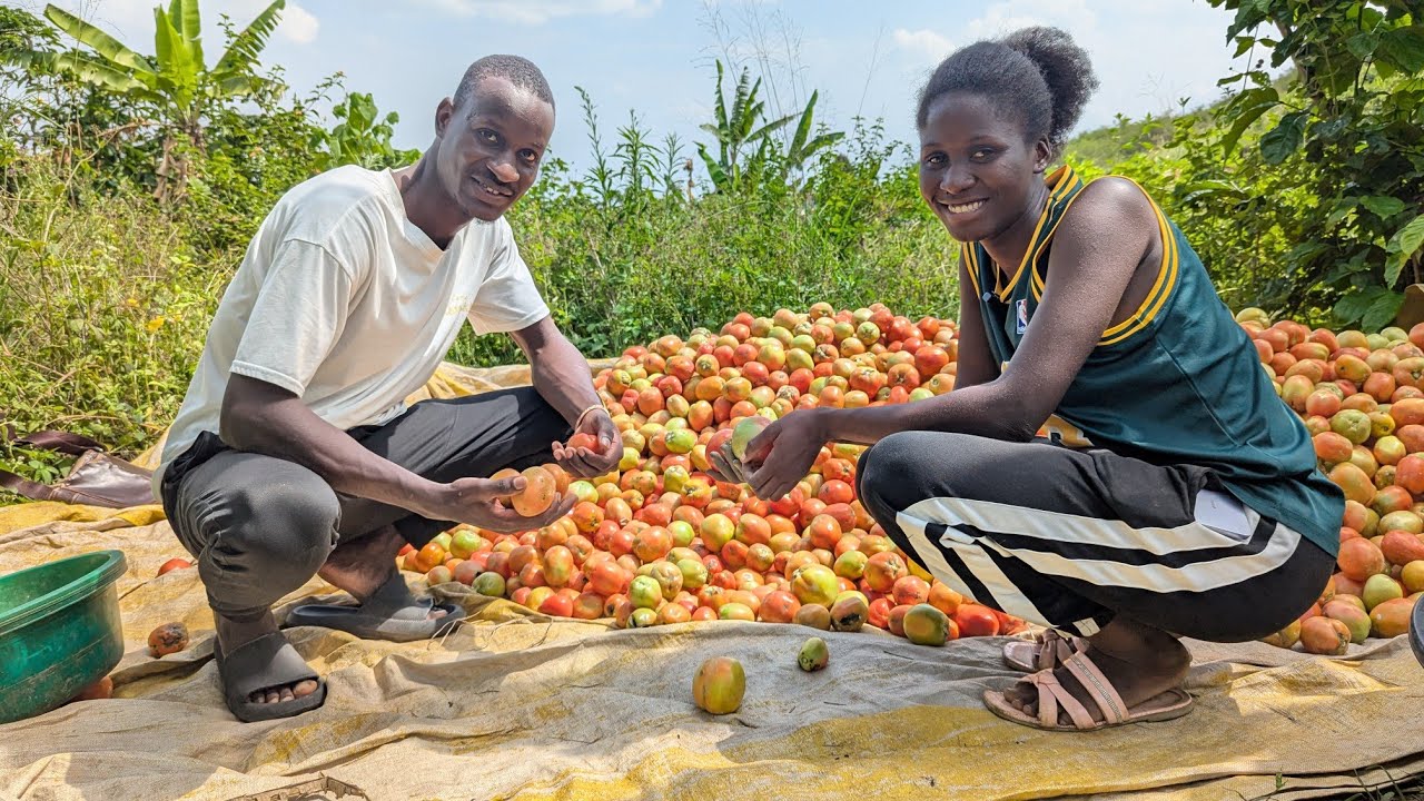 Как она в юном возрасте основала успешную томатную ферму в Уганде