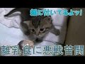 【第20話】子猫の離乳食。粘った結果・・・(面白い&可愛い子猫)