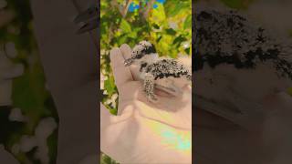 जस छन स जयद दखन म सकन मल जय