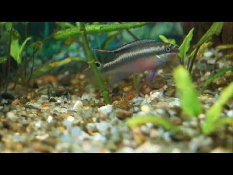 Цихлида-попугай / Pelvicachromis pulcher