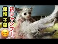 保護した子猫をシャンプーで汚れを落としたらノミだらけだった！【ラブラドールと野良猫】