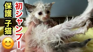 保護した子猫をシャンプーで汚れを落としたらノミだらけだった【ラブラドールと野良猫】