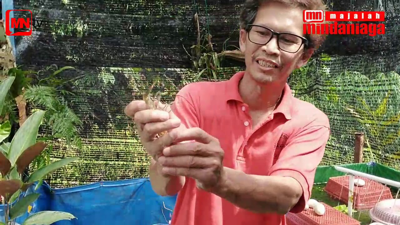 Ternakan Lobster Air Tawar Di Beranang Selangor 