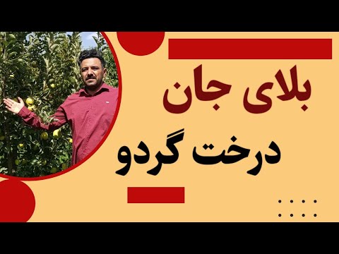 خشک شدن درخت گردو