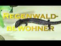 Jungtiere bei den Taubwaranen I Tiergarten Schönbrunn