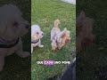 Leia y Nala con sus huesitos #pets #cachorrosdivertidos #mascotas #modapet #puppy