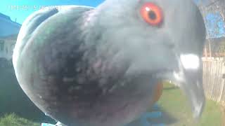 May 15th, 2026 , Backyard Bird Feeder Camera