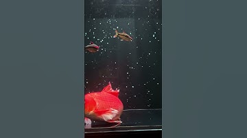 #aquarium #relax #chepphitan#phitancuucap#viral