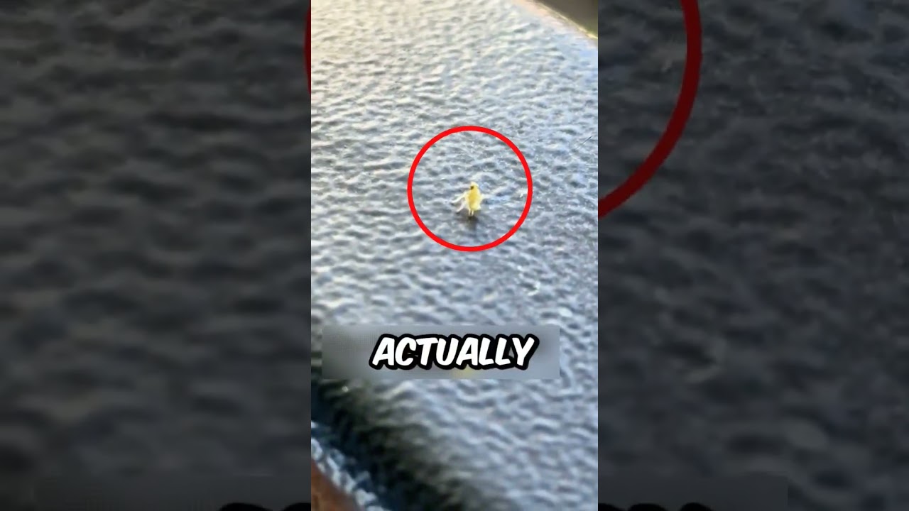 Tiny Dancing Bug Spots the Camera… Then This Happens! 😂📷