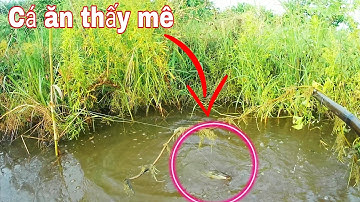 Giăng câu diền trên đồng mùa nước nổi