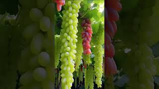 عنب ? grapes fruit trend