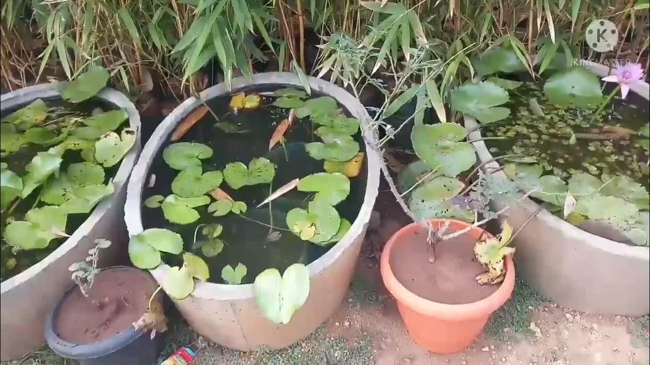 plant nursery visit in Trichy/ vinayaga nursery/ 20 ரூபாய் முதல் YouTube