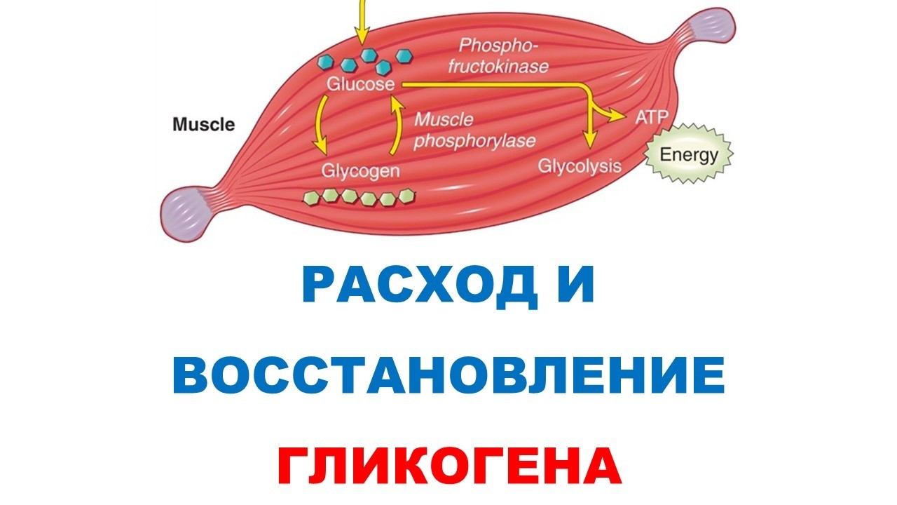 Расход и восстановление мышечного гликогена