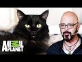 Jackson, el gato territorial | Mi gato endemoniado | Animal Planet