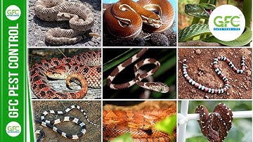 Các Loài Rắn Thường Xuất Hiện Tại Việt Nam | GFC