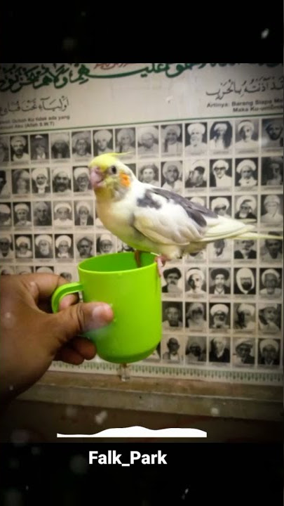 sholawat merdu sollallahu ala Muhammad #shorts#cockatiel#sholawat