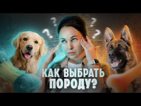 Видео: Советы по выбору правильной породы собак