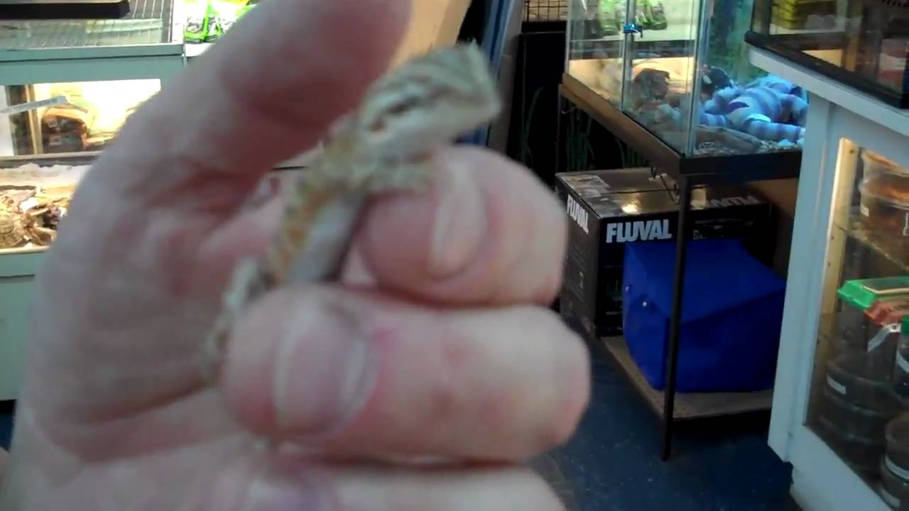 tarantula spider RED BEARDIES AND RIDICULOUS NERDS!