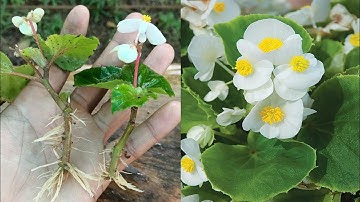 Begonia plant propagation | how to propagate begonias from cuttings | begonia plant care
