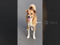 “O cachorro viu as meninas dançando e começou a rebolar 😭🔥🐾 #Sora2 #AIVideo”