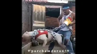 Dale don dale (Don Omar )