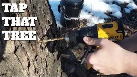 How to Tap a Maple Tree - Making Maple Syrup