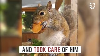 This squirrel fell from a tree and cried for hours until people saved his life