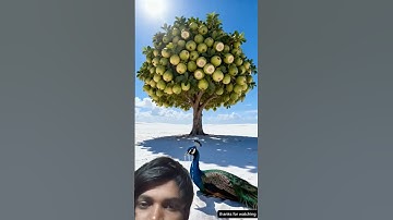 Peacock saved the guava plant from drying up by watering it.😭#ai​ #tree​ #save​ #peacock​ #saveing