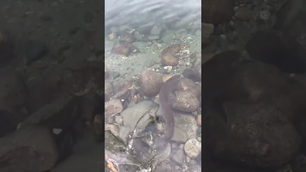 Bull trout release 