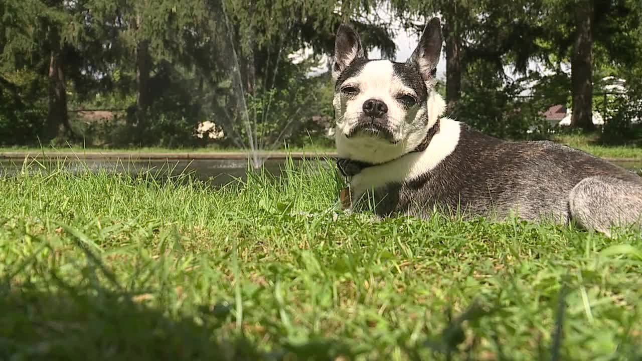 Airbnb for dogs? Local resident renting backyard as private puppy park