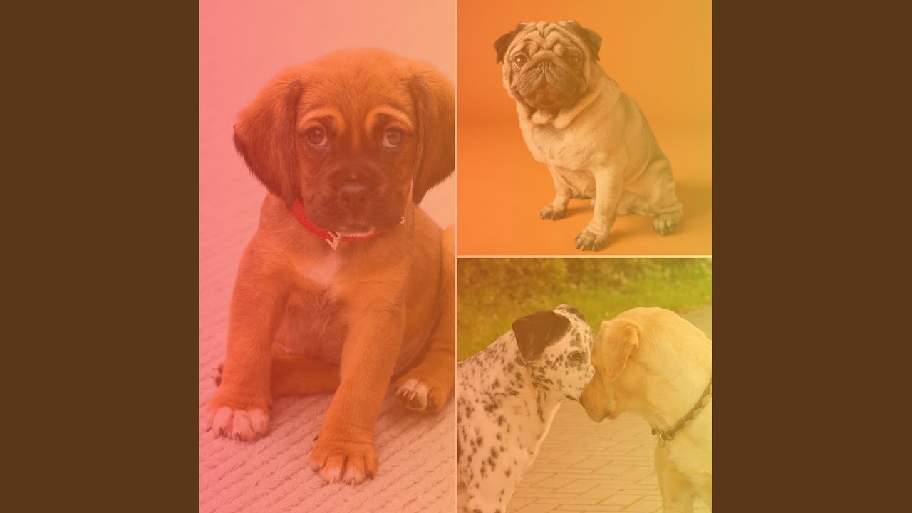 Distinguished Ambiance for Dogs Training