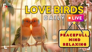 “Love Birds LIVE Stream 🕊️ | Soothing Nature Sounds for Relaxation & Study screenshot 2