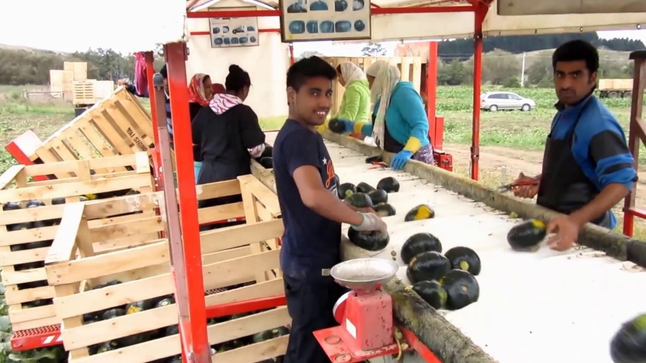 アルファー 南瓜 収穫風景 ニュージーランド Youtube