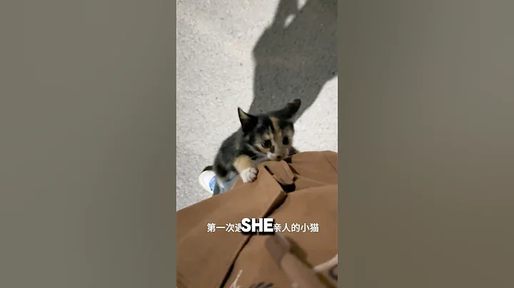 When A Stray Kitten Picks You As Her New Mom❤️#catlover #cat #cute