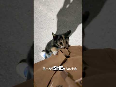 When A Stray