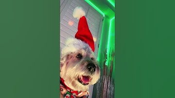 The Hat Dance 🐶 @TheJessiiShow #TheManniiShow.com/series