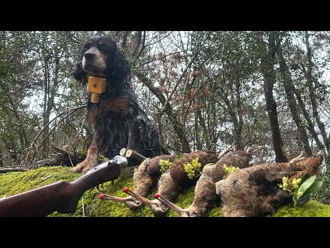 SETTER ÇULLUK BECCACCİA WOODCOCK AVI - YouTube