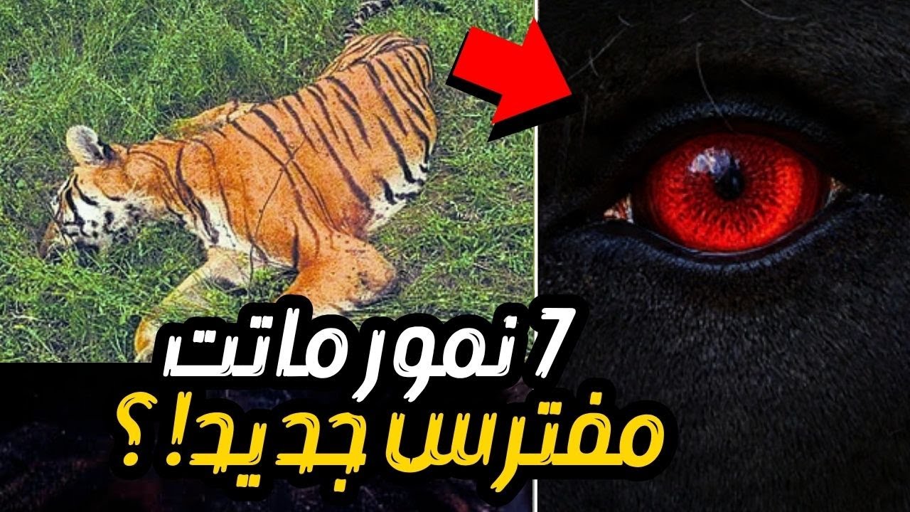 🚨 عاجل!!: 7 نمور وُجدت ميتة - القاتل ليس ما تتوقعه!