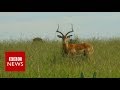 New video by BBC News on YouTube