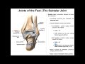 The Subtalar Joint | Anatomy, Basic Movements, & Ligaments