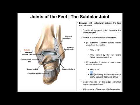 Video: Lateral Talocalcaneal Ligament Anatomi, Funktion & Diagram - Body Maps