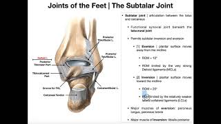 The Subtalar Joint | Anatomy, Basic Movements, & Ligaments