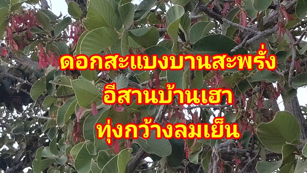 #Ep243อีสานบ้านทุ่ง#ลมเย็นดอกสะแบงบานสะพรั่งดอกไม้ป่าสวยงามธรรมชาติ สวยงามเสมอ