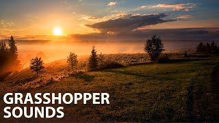 Meditation and Relaxation Sounds: 8 Hours of Wind, Crickets and Grasshoppers screenshot 5