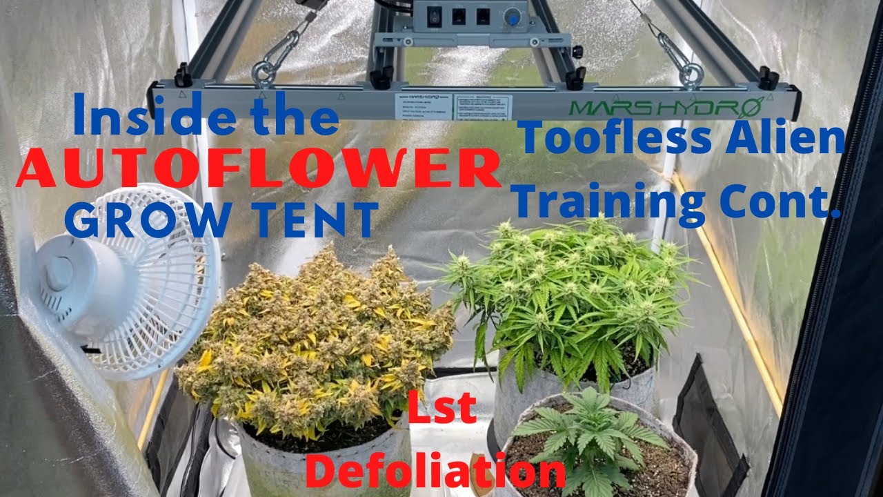 Inside the Autoflower Grow Tent, Toofless Alien, Lst, Defoliation, Big Buds Under MarsHydro FC-E3000