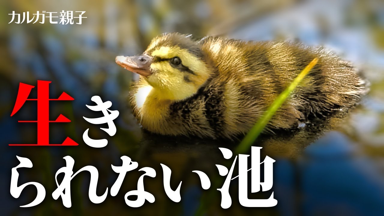 chick destined to die【bird life video】0530C⑤ - YouTube