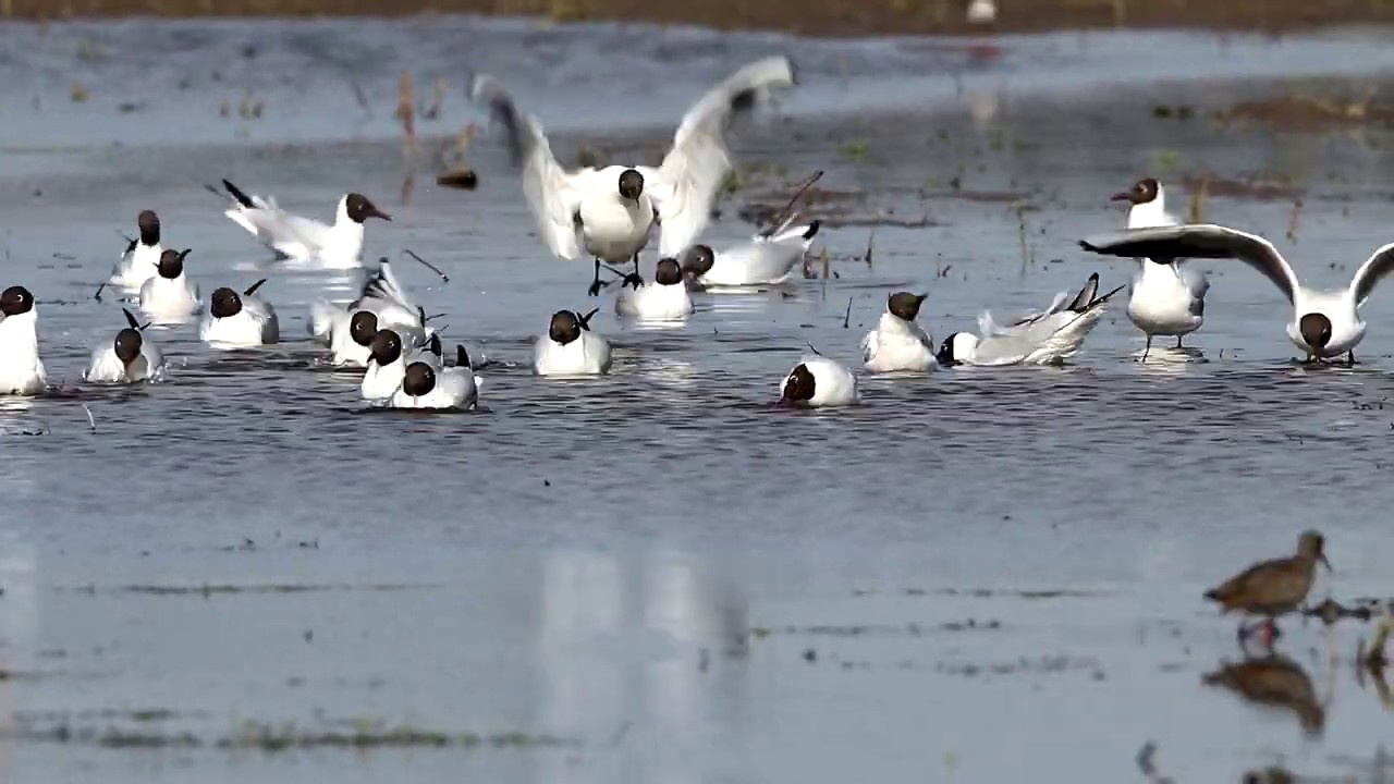 На злобу дня - "мы моем руки". Озерные чайки. Larus ridibundus.