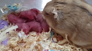 Amazing Hamster Giving Birth Frist Time At Home | JiJu