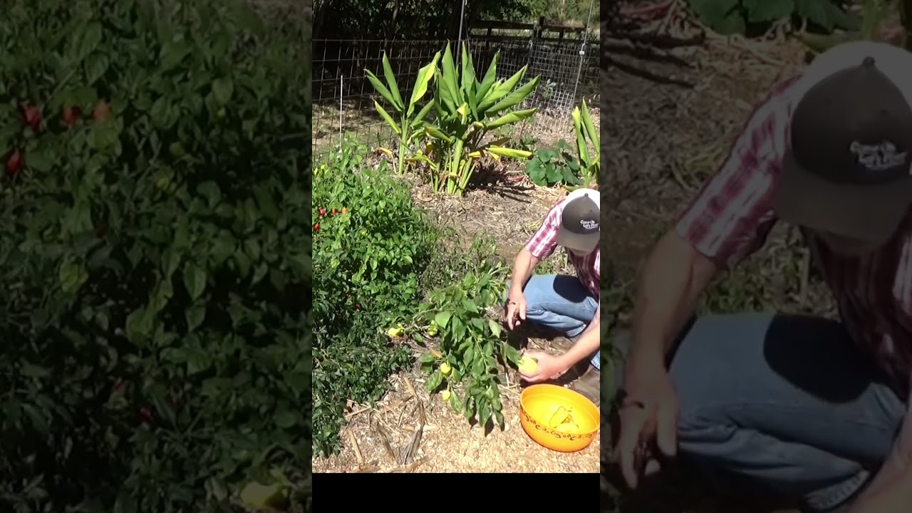 Harvesting peppers before the frost 