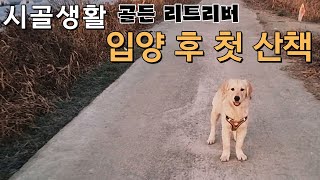 골든 리트리버 시골로 입양 후 첫 산책 I 산책 훈련